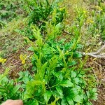 来凤藤茶好好喝，你也来了解
